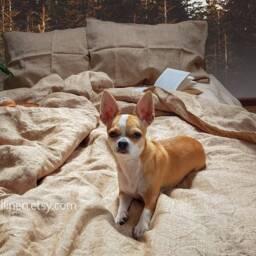 Terracotta/Burn Orange Organic Linen Duvet Cover Full Queen King Twin Double Sizes Christmas - thumbnail 2