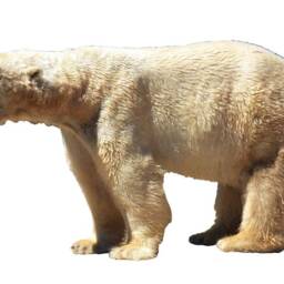 Polar Bear - Peel & Stick Wall Decal Sticker Reusable Fabric Material Vwaq-Pas10 - thumbnail 2