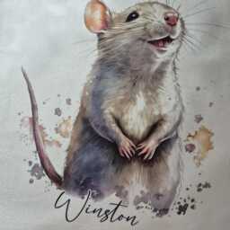 Personalised Rat Cushion With Name - Home D??cor Keepsake Pet Portrait Pillow - thumbnail 4