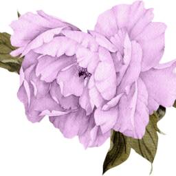 Purple Peony #18 Removable Fabric Wall Decal Individual Blooming Peonies Baby Girl Room Nursery Decor - Customize Your Own Sticker Set - thumbnail 4