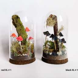 Mushroom Terrarium, Magic Mushrooms in Glass Cloche - thumbnail 4