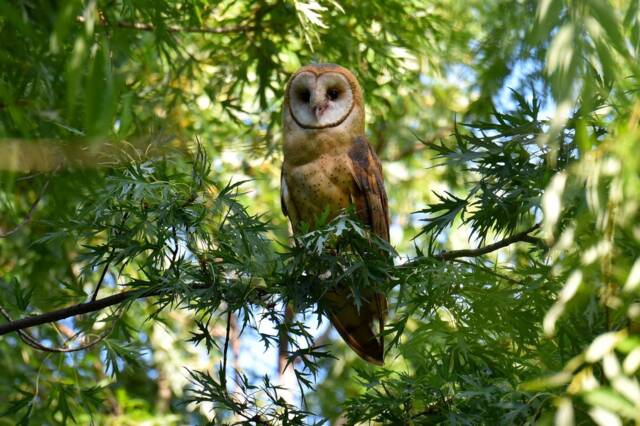 Barn Owl Print, Art Photograph, Photo, Barn Owls, Wall Decor, Fine Art, Home Nature Photography - image 1
