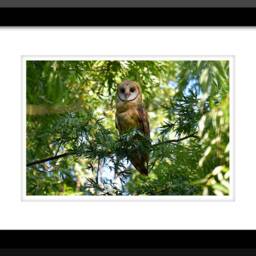 Barn Owl Print, Art Photograph, Photo, Barn Owls, Wall Decor, Fine Art, Home Nature Photography - thumbnail 2