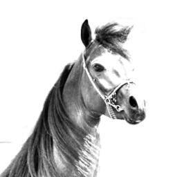 Arabian, Arab Horse - Wooden Stand For Candles/Pens With The Image Of A Horse New Collection - thumbnail 2