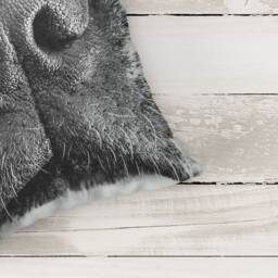 Boston Terrier Pillow Case - Nose Dog Lover Gift - thumbnail 2