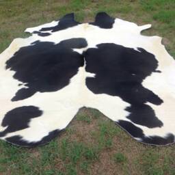 Black & White Large New Cowhide Rug Natural Hair On - 6x6 Ft Size Approx Tri-Color Soft Carpet Cow Hide B-S - thumbnail 3