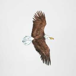 Bald Eagle Wall Decal For Nursery Or Kids Room - Fabric Sticker Bedroom Decor Wildlife Bird Art - thumbnail 2