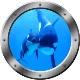Killer Whales Ocean View 3D Window Porthole Peel & Stick Wall Decal Underwater Mural Po20 - thumbnail 2