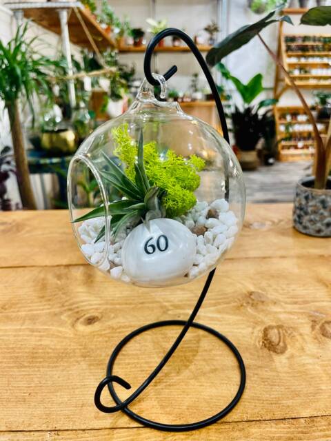 Diy Open Terrarium Plant Kit, Birthday Gift For 60 Year Olds. Sixty Gift. Air Terrarium. Special 60Th Present - image 1