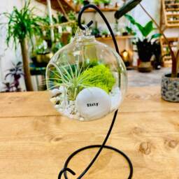 Diy Open Terrarium Plant Kit, Birthday Gift For 60 Year Olds. Sixty Gift. Air Terrarium. Special 60Th Present - thumbnail 3