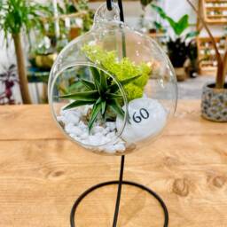 Diy Open Terrarium Plant Kit, Birthday Gift For 60 Year Olds. Sixty Gift. Air Terrarium. Special 60Th Present - thumbnail 2