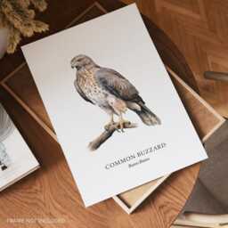 Prints With Birds, Buzzard Illustration, Bird Of Prey, Lover Gift, Watching, Wall Decor - thumbnail 2