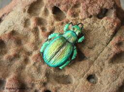 Green Scarab Beetle - Calosoma Schayeri Ornament Or - Pendant Diy