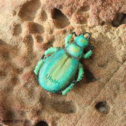 Green Scarab Beetle - Calosoma Schayeri Ornament Or - Pendant Diy - thumbnail 2