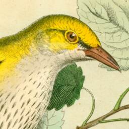 Birds, Nest, Tree Branch, Gift For Bird Lover, Wall Hanging, 1850S, Vintage, Antique Art, Natural History, Garden Her - thumbnail 2