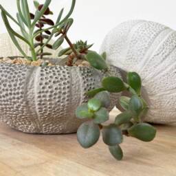 Textured Concrete Succulent Bowl Round Shell Planter - thumbnail 4