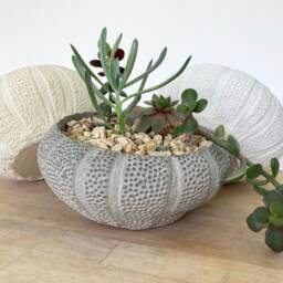 Textured Concrete Succulent Bowl Round Shell Planter - thumbnail 3