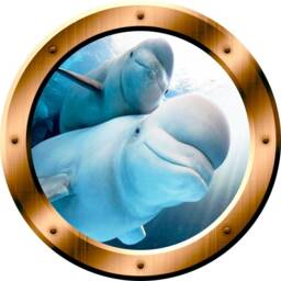 Underwater Wall Art 3D Porthole Beluga Whale Family Ocean View Window Bronze Portal Bp5 - thumbnail 2