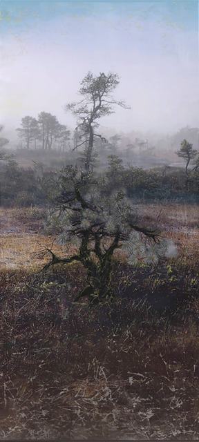 Bog Pine Bonsai.textile Wall Hanging.home Textile.wall Tapestry.art Wall.art Tapestries.modern Interior Fabric.photography Textile Design - image 1