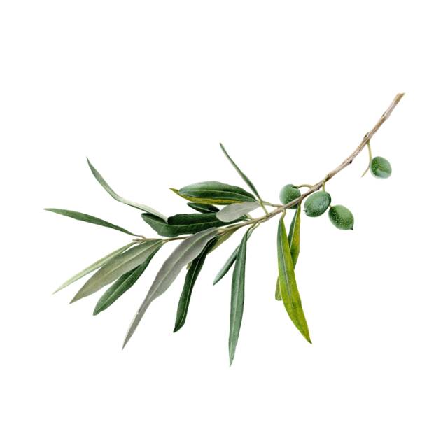 Olive Branch Limited Edition Giclee Print Botanical Watercolour Art - image 1