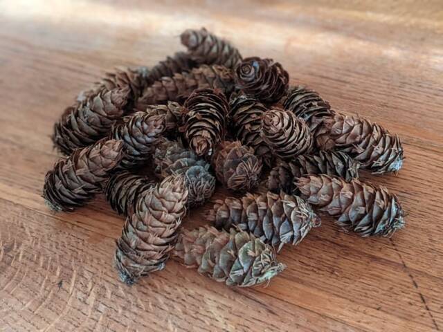 Pine Cones, Douglas Fir, Natural Craft Supplies, Wreath Making, Christmas & Autumn Natural Decorations, Rustic Wedding - image 1