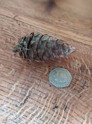 Pine Cones, Douglas Fir, Natural Craft Supplies, Wreath Making, Christmas & Autumn Natural Decorations, Rustic Wedding - thumbnail 2