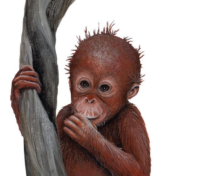 Orangutan & Toucan Wall Decal - image 1