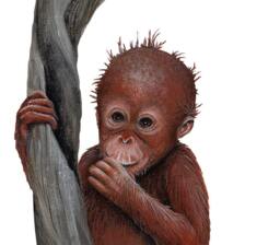 Orangutan & Toucan Wall Decal - thumbnail 1