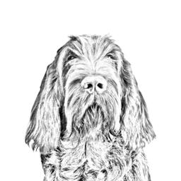 Spinone Italiano - Wooden Stand For Candles/Pens With The Image Of A Dog New Collection - thumbnail 2