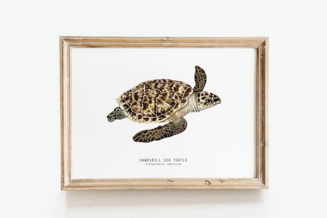 Hawksbill Sea Turtle Print - Eretmochelys Imbricate Living Room Poster Watercolor Turtles Wall Art Gift Bathroom, Nursery, Bedroom D??cor - image 1