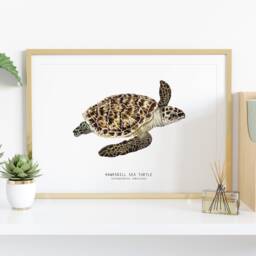 Hawksbill Sea Turtle Print - Eretmochelys Imbricate Living Room Poster Watercolor Turtles Wall Art Gift Bathroom, Nursery, Bedroom D??cor - thumbnail 2