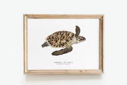 Hawksbill Sea Turtle Print - Eretmochelys Imbricate Living Room Poster Watercolor Turtles Wall Art Gift Bathroom, Nursery, Bedroom D??cor - thumbnail 1