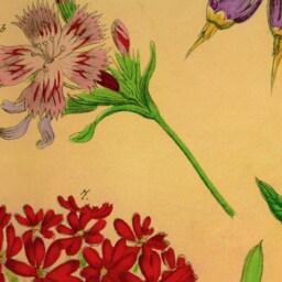 Garden Flowers, Dianthus, Flower Lover, Natural History, Gift For Gardener, Antique, Vintage, 1880S, Wall Hanging, Yellow - thumbnail 2