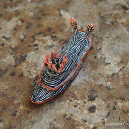 Lata The Nudibranch - Chromodoris Lineolata - thumbnail 4