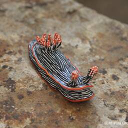 Lata The Nudibranch - Chromodoris Lineolata - thumbnail 2