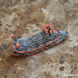 Lata The Nudibranch - Chromodoris Lineolata - thumbnail 3