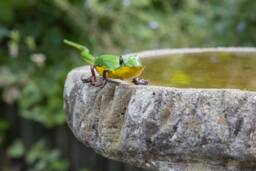 Recycled Metal Small Painted Lizard. Garden Outdoor Sculpture. Lizards. Green Lizard, Hand - thumbnail 1