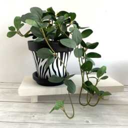 Zebra Print Plant Pot, Hand Painted Black Terracotta Planter, Home Decor, Boho Animal Print, Large Print - thumbnail 1