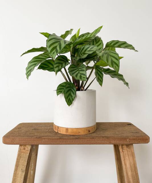 Handmade Matt Concrete & Reclaimed Wood Plant Pot - image 1