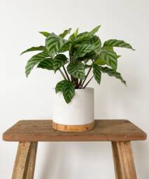 Handmade Matt Concrete & Reclaimed Wood Plant Pot - thumbnail 1