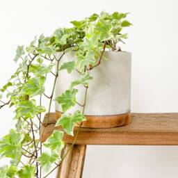 Handmade Matt Concrete & Reclaimed Wood Plant Pot - thumbnail 3