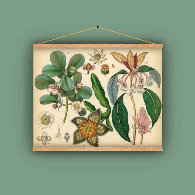 Floral, Botanical, Wall Hanging, Pull Down Chart, Gift For Gardener, Vintage Image, Antique Art, Nature, Natural History, 1860S, Garden - image 1