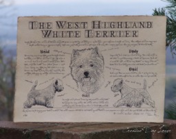 Antique Styled Dog Breed Poster - Vintage West Highland White Terrier Portre Whwt Gift - thumbnail 1