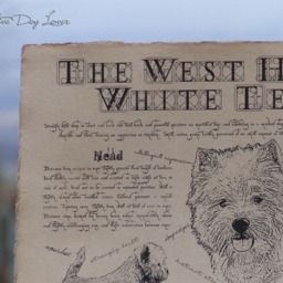 Antique Styled Dog Breed Poster - Vintage West Highland White Terrier Portre Whwt Gift - thumbnail 2