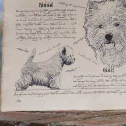 Antique Styled Dog Breed Poster - Vintage West Highland White Terrier Portre Whwt Gift - thumbnail 3