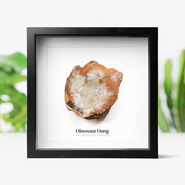 Polished Dinosaur Poo Authentic Fossil Wall-Hanging Home Decoration - image 1