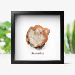 Polished Dinosaur Poo Authentic Fossil Wall-Hanging Home Decoration - thumbnail 1