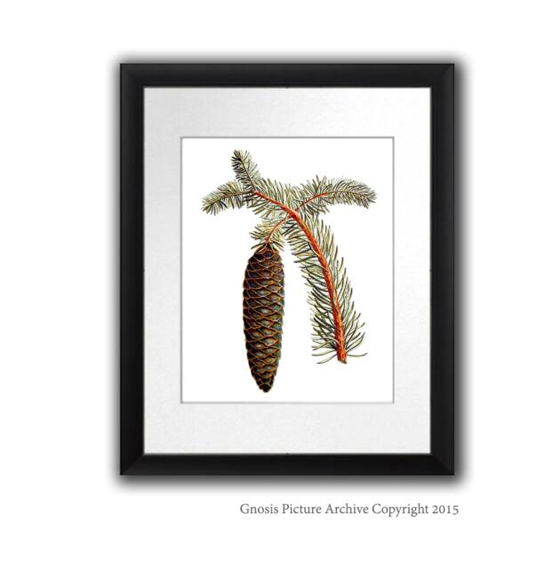 Pine Cone Decor Wall Hanging Conifers Print #10 Fall Winter Woodland Christmas Art 8x10 - image 1