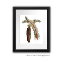 Pine Cone Decor Wall Hanging Conifers Print #10 Fall Winter Woodland Christmas Art 8x10