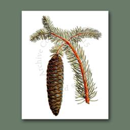 Pine Cone Decor Wall Hanging Conifers Print #10 Fall Winter Woodland Christmas Art 8x10 - thumbnail 2